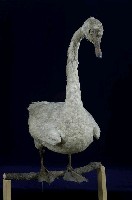 鵠藏品圖，第6張